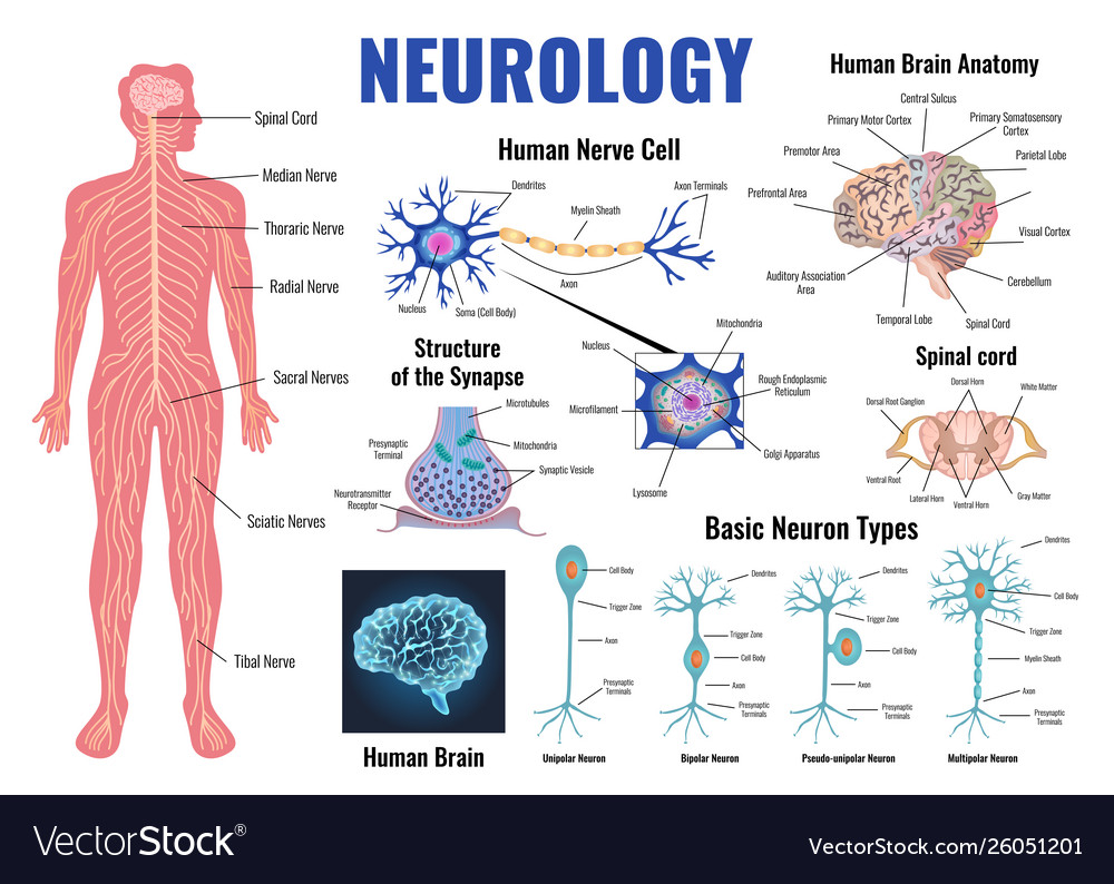 Neurological Symphony of Taste: Unraveling the Brain’s Flavor Pathways